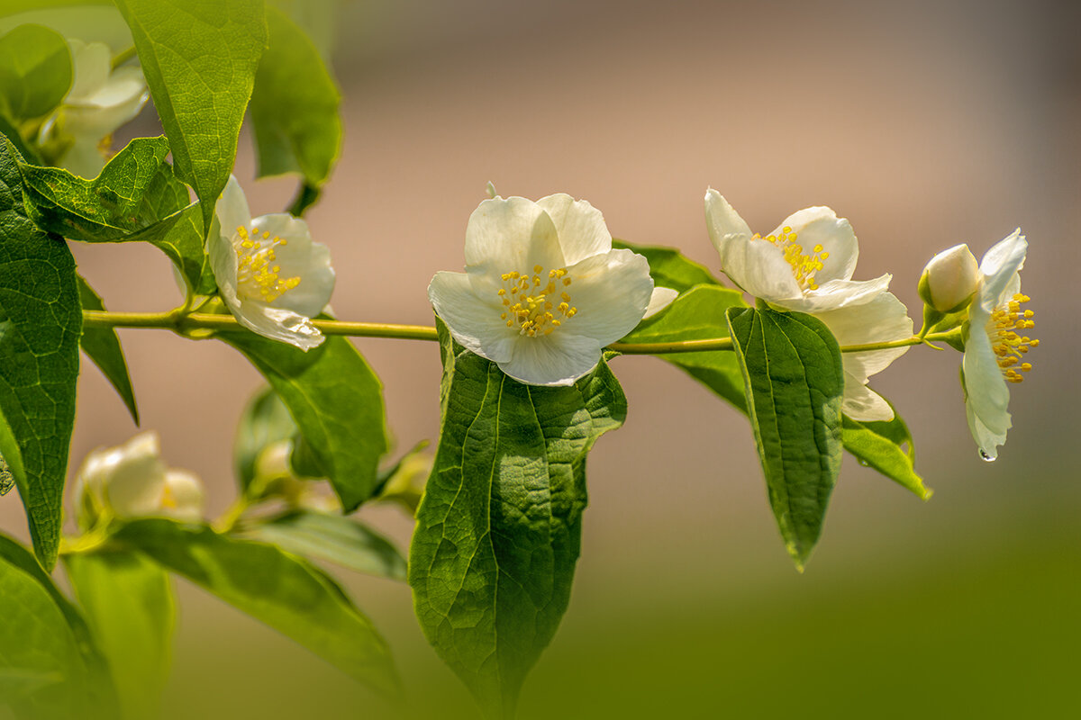Чубушник - Игорь Сикорский