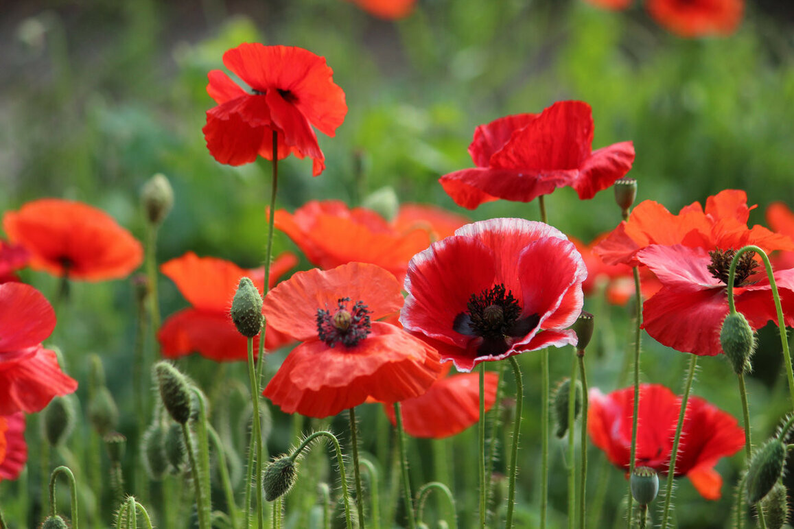 Летнее настроение - елена беликова