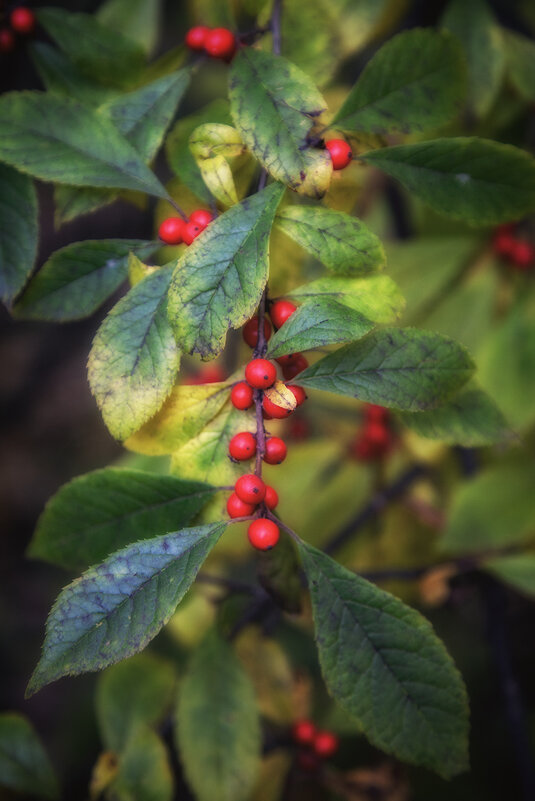 Осенняя элегия. - Лилия *