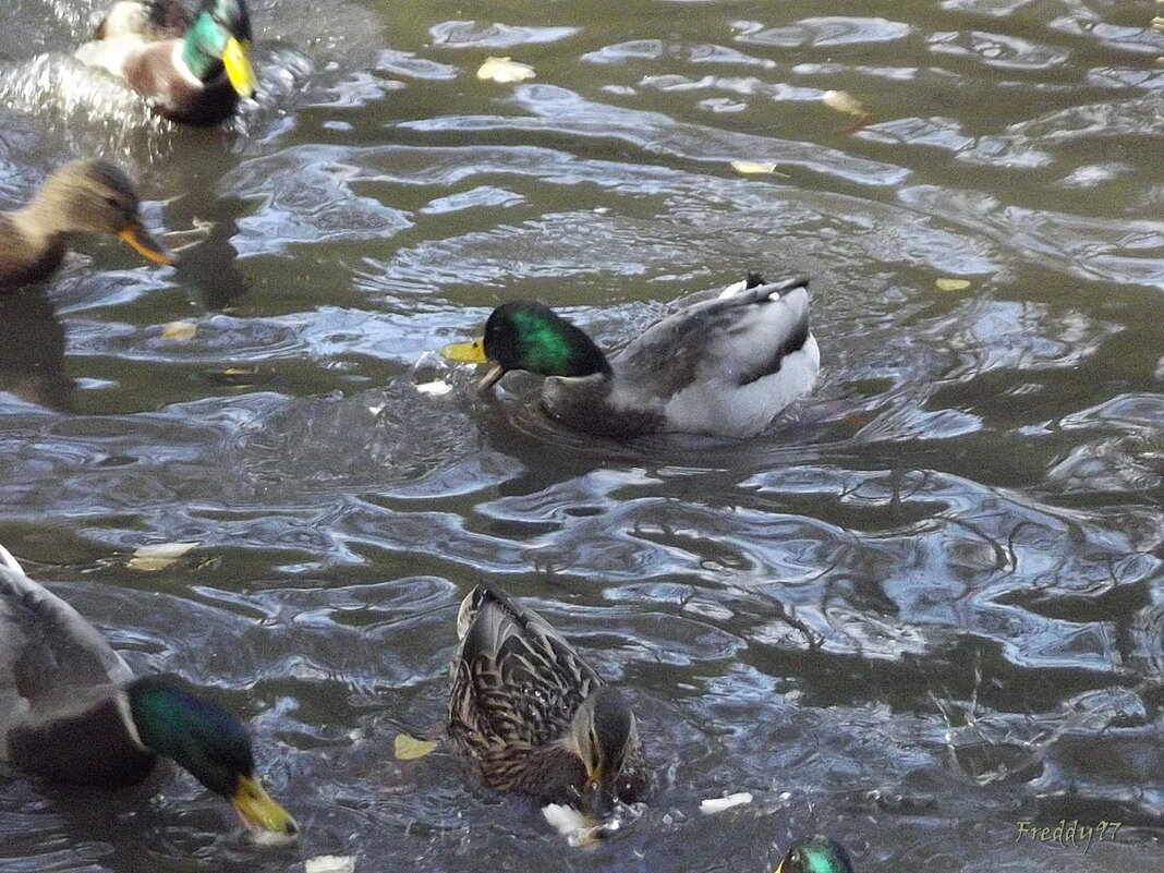 У пруда... - Freddy 97