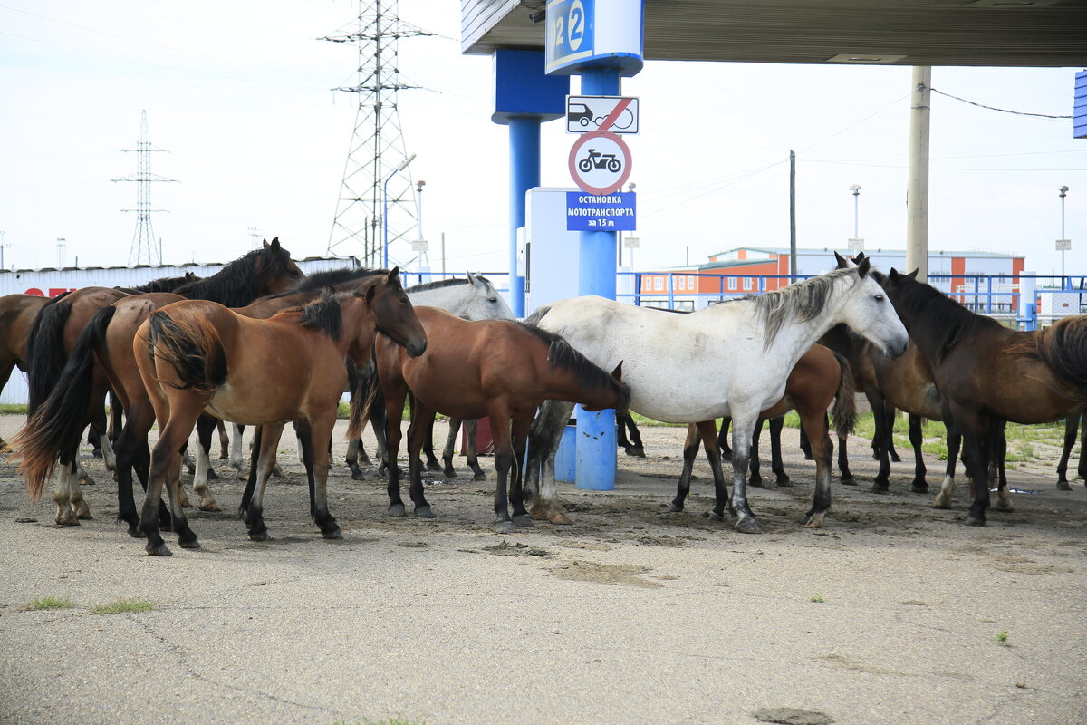 Лошади Бурятского округа - Танзиля Завьялова Лошади Бурятского округа - Танзиля Завьялова