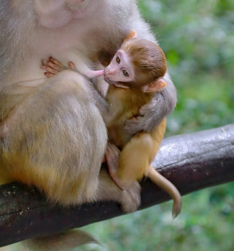 ненасытный.... - Andrey Bragin ненасытный.... - Andrey Bragin