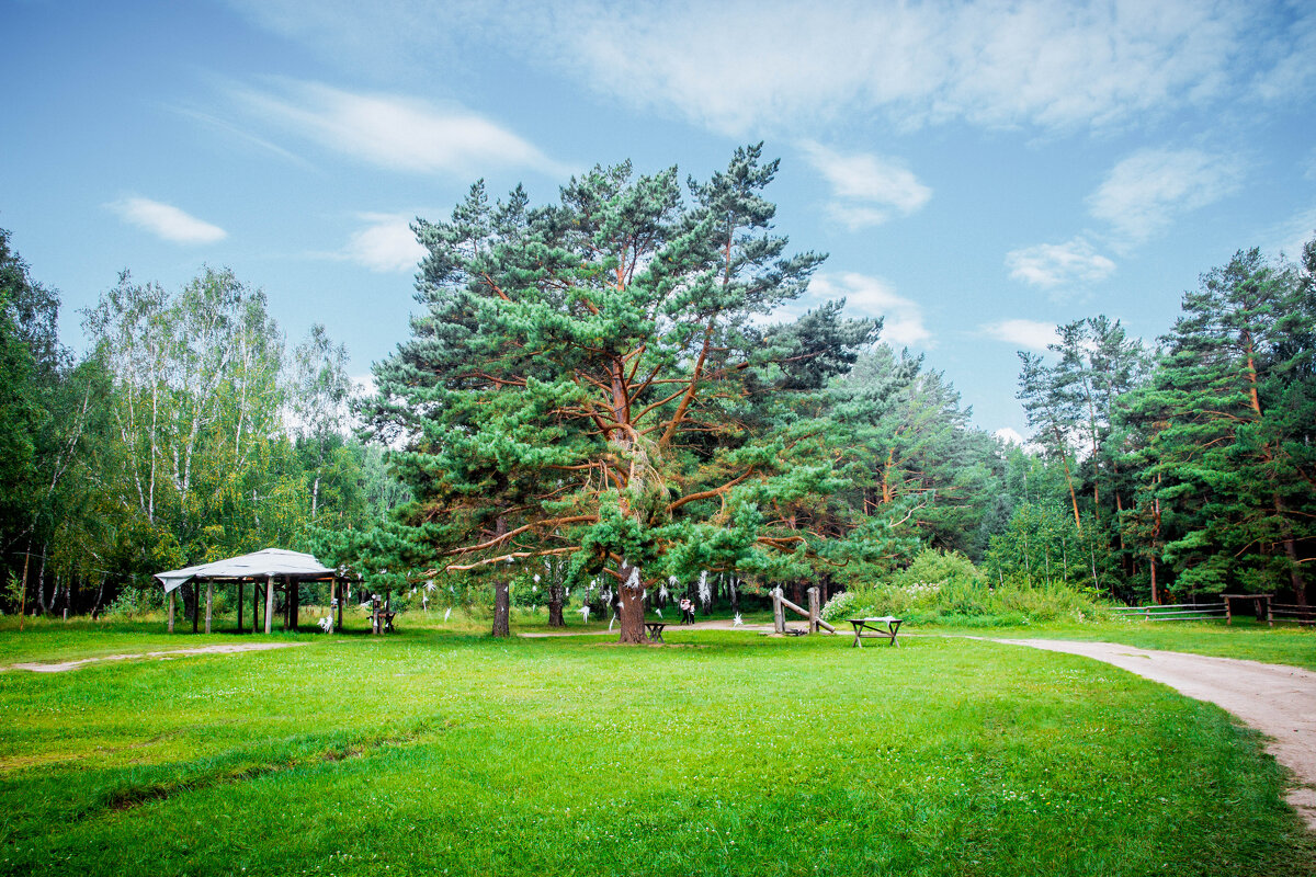 Сосна - Максим 