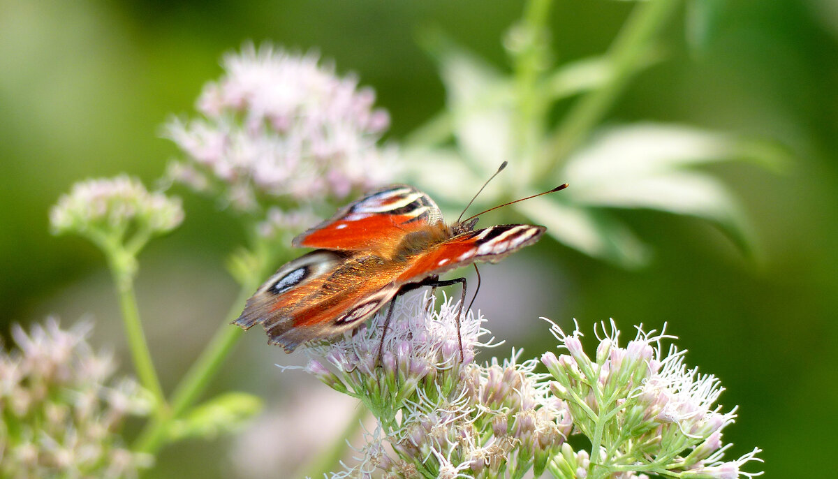 опять про бабочек...211 - Александр Прокудин