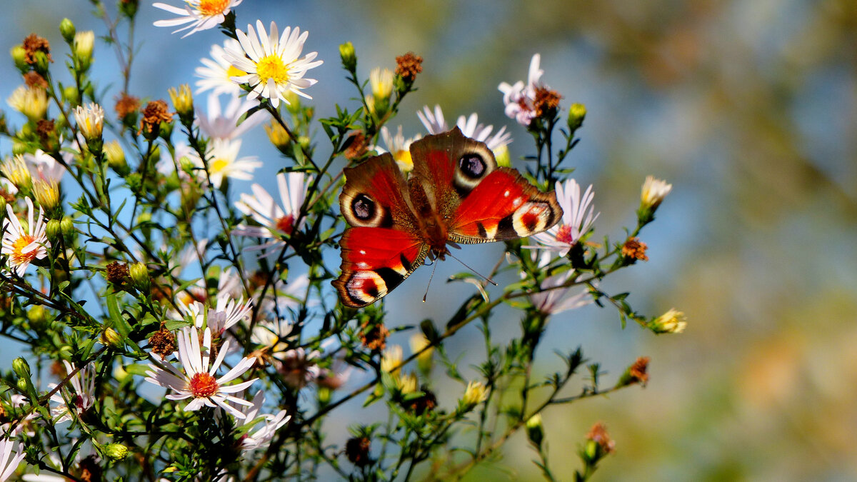 опять про бабочек...214 - Александр Прокудин