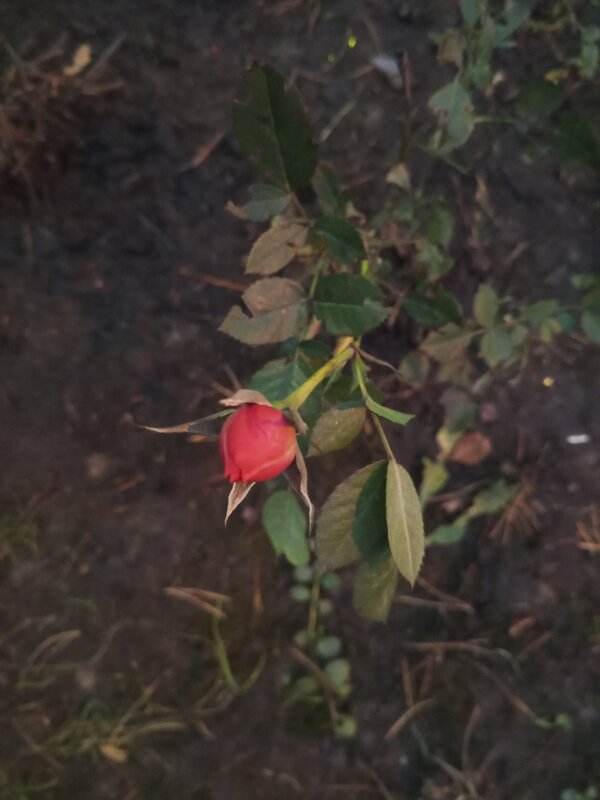 Роза - Сапсан 