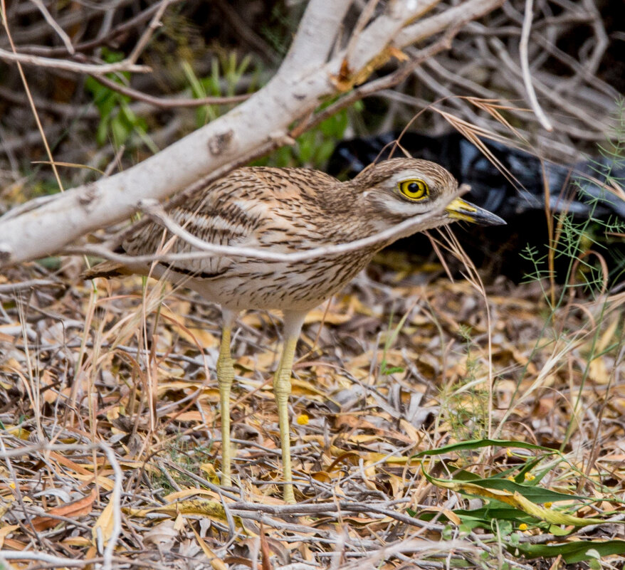 ישראל - Андрей 
