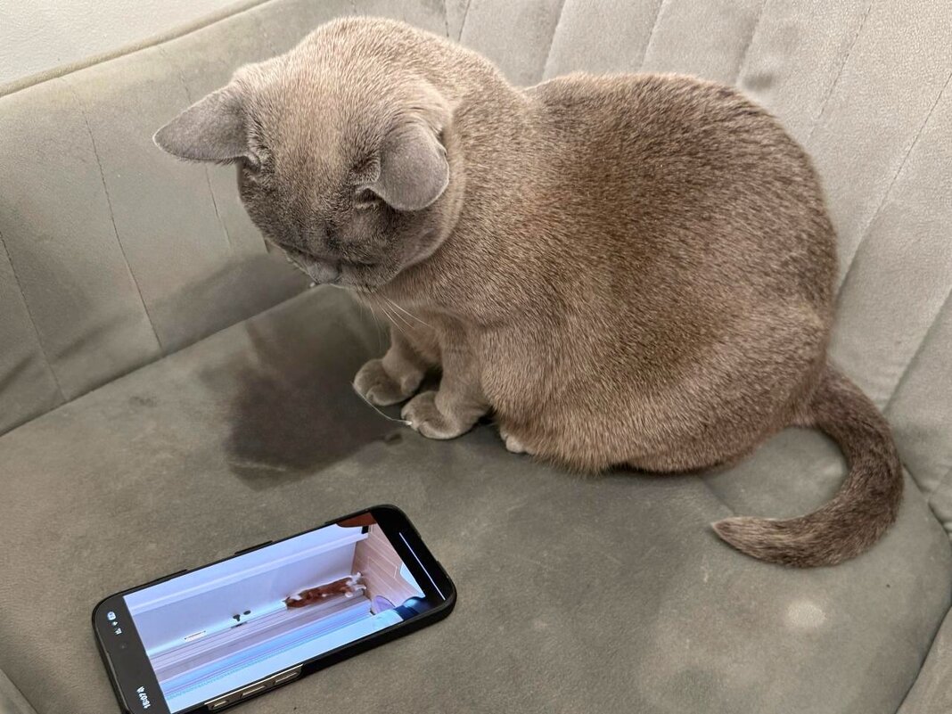 видосики про котиков  ) - Сергей Б.