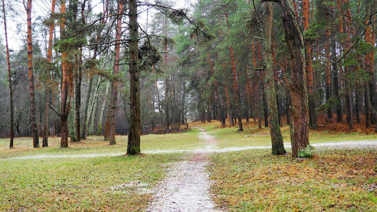 Природа Смоленщины за 10 дней до Нового года. - Милешкин Владимир Алексеевич 