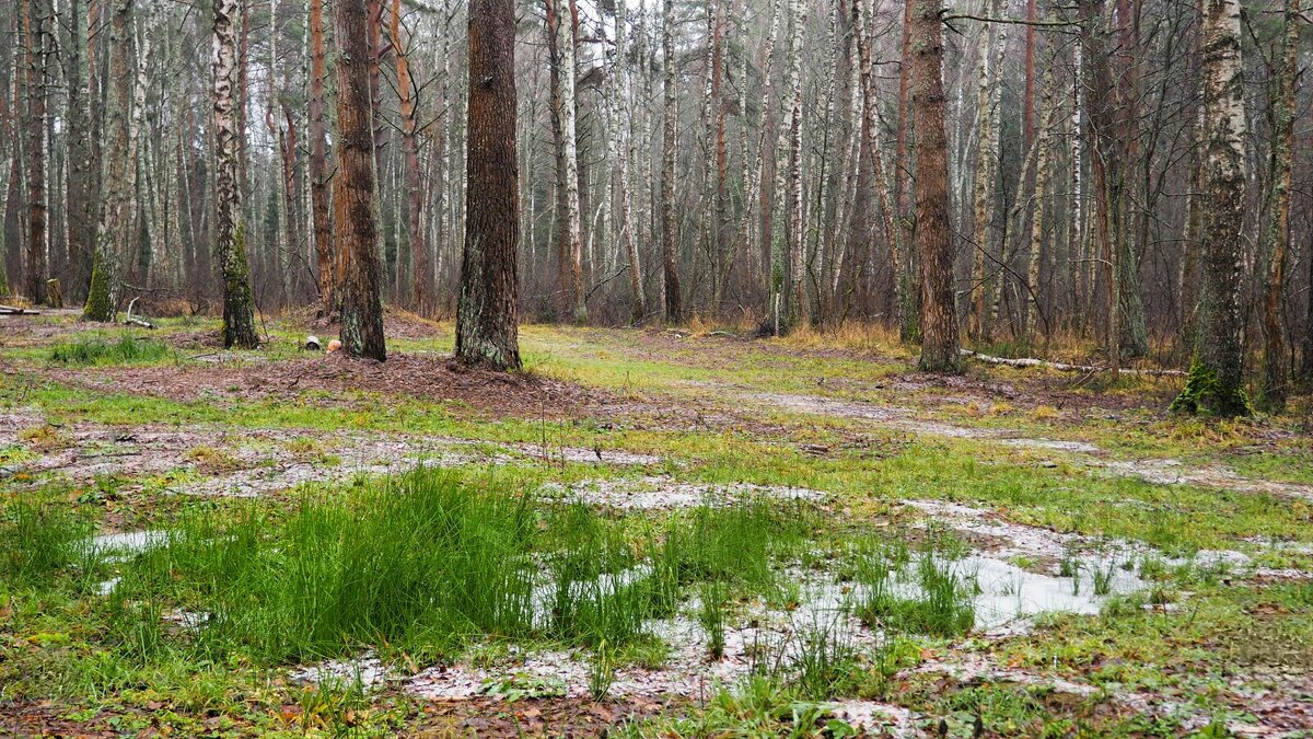 Такой декабрь! - Милешкин Владимир Алексеевич 