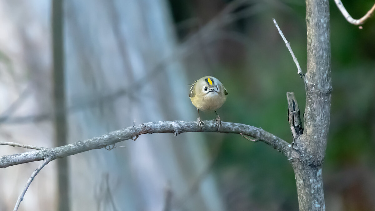 Королек - Владимир Лазарев
