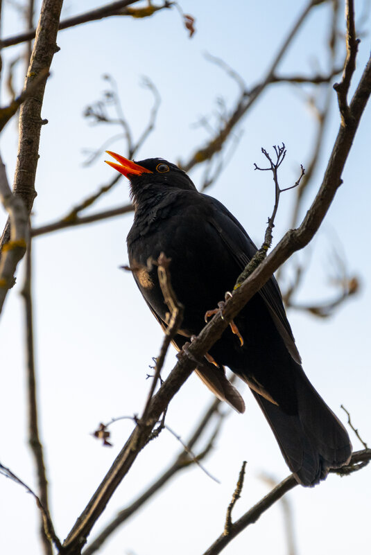Черный дрозд - Владимир Лазарев
