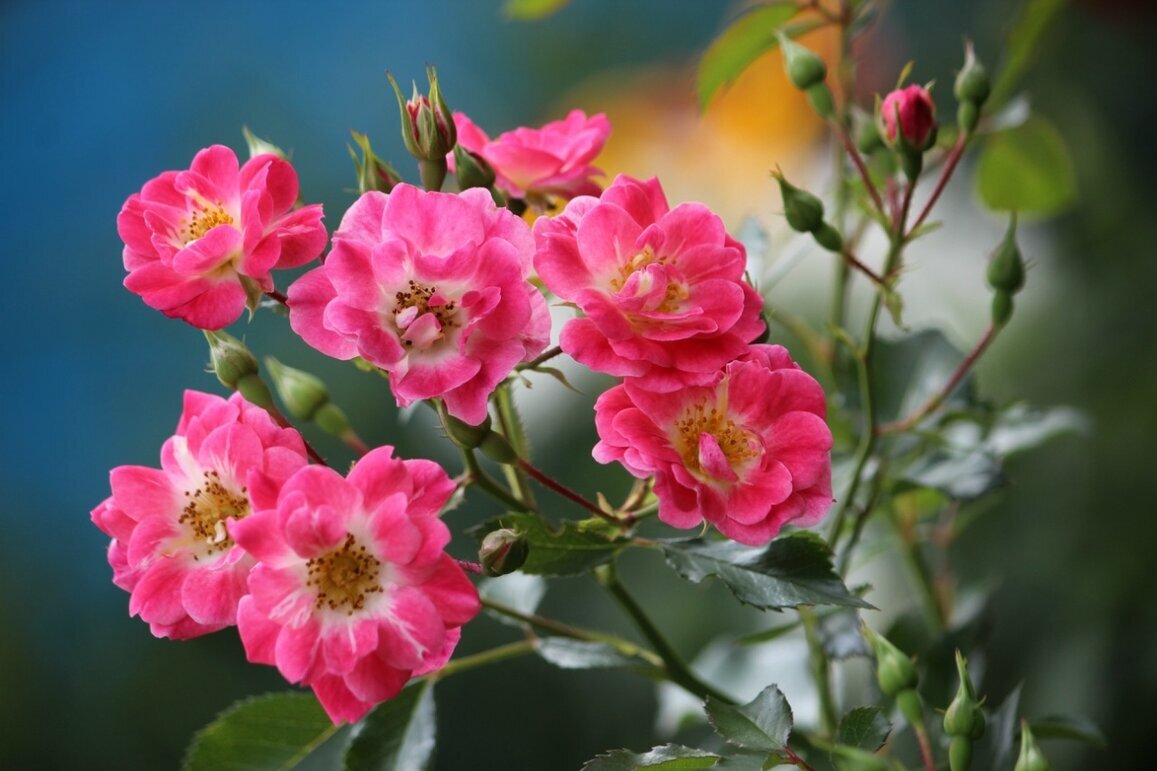 Веточка роз для друзей - елена беликова