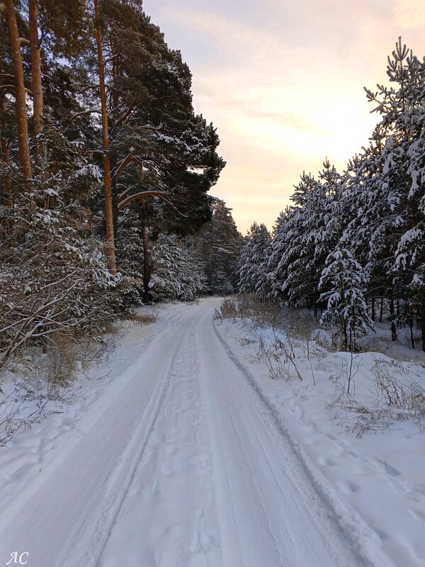 Зимняя дорога - Любовь Сахарова