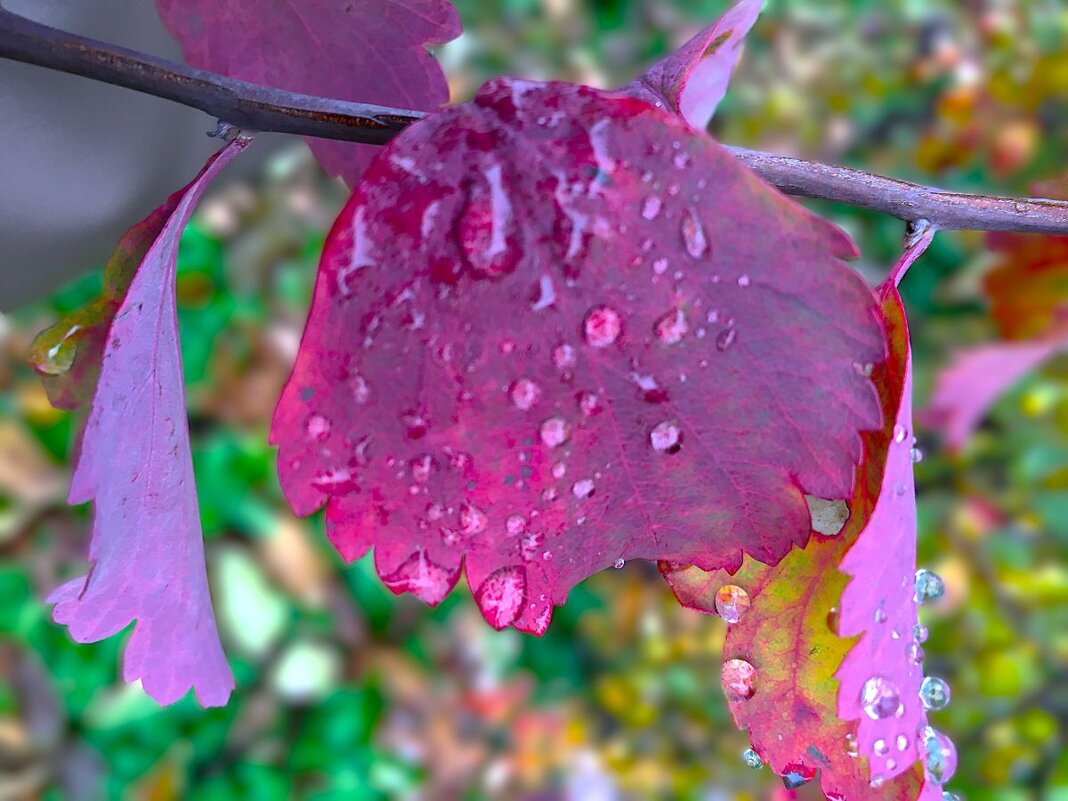 ***листья в каплях дождя*** - Olga Oskolkova