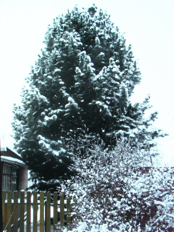 Мой кедр зимой - Людмила Смородинская