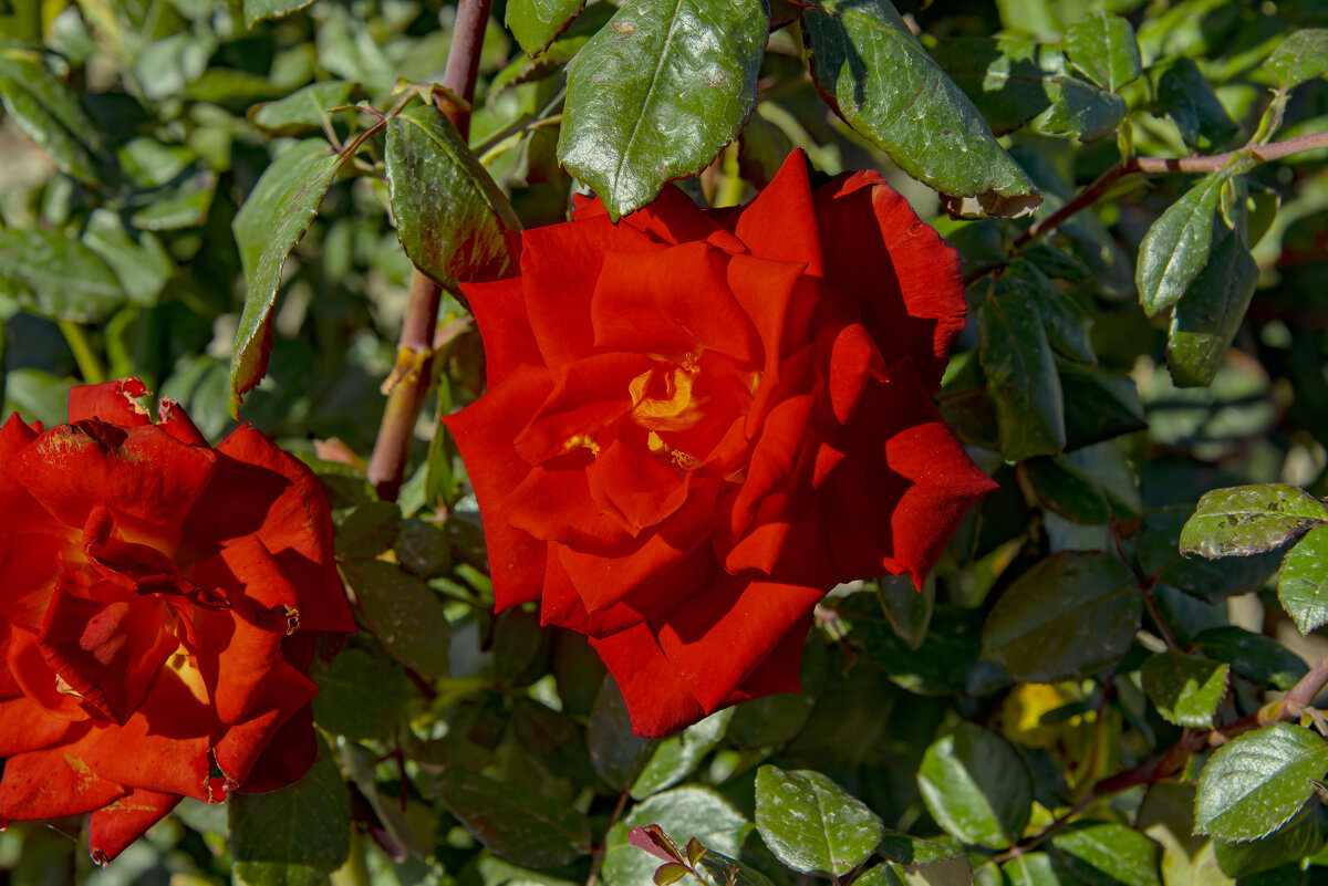 Розы - Анатолий Чикчирный