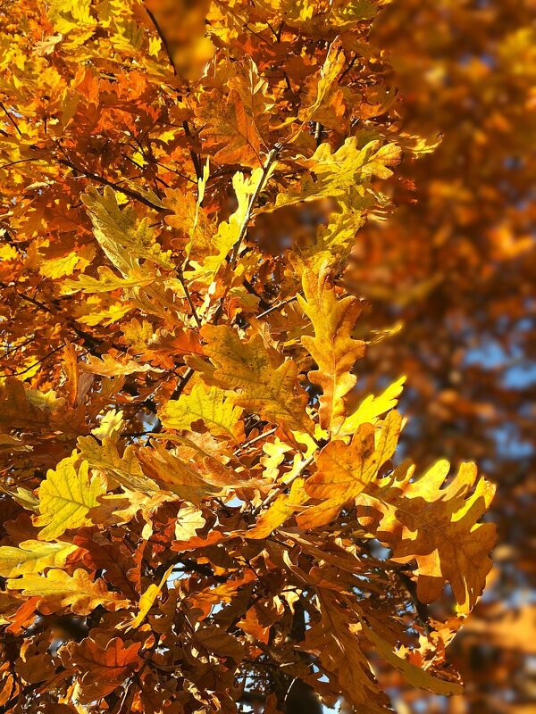 ***пора листопада*** - Olga Oskolkova