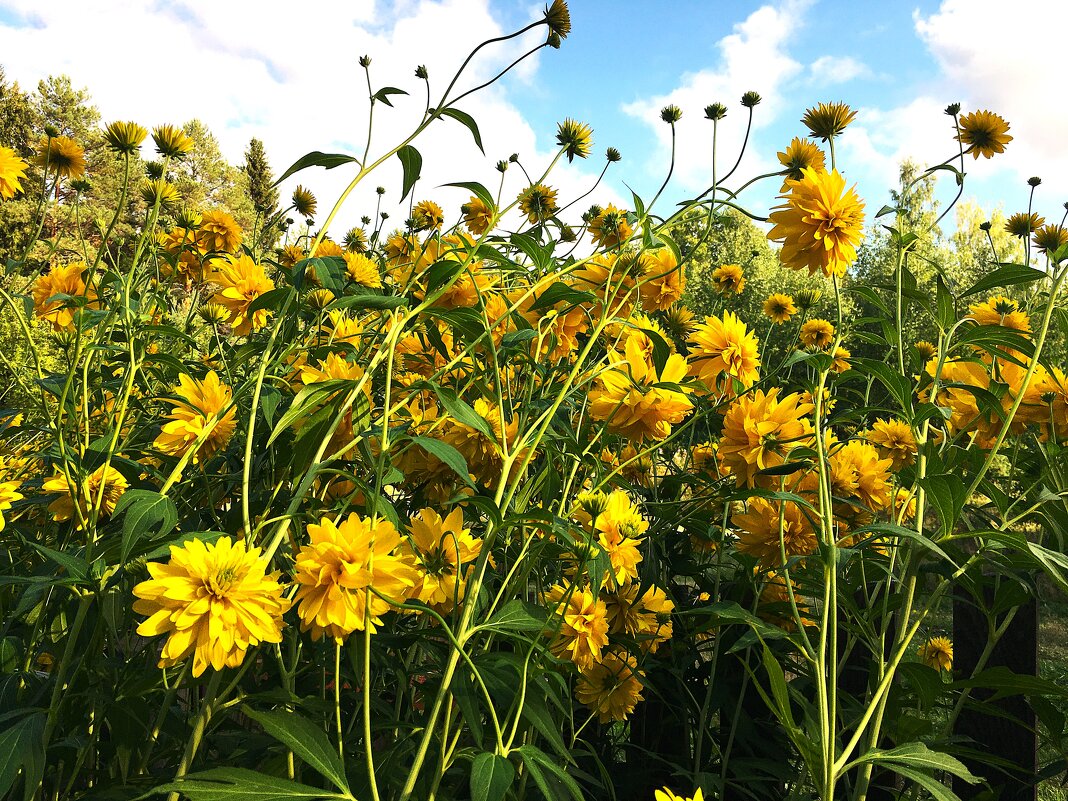 ***золотые шары*** - Olga Oskolkova