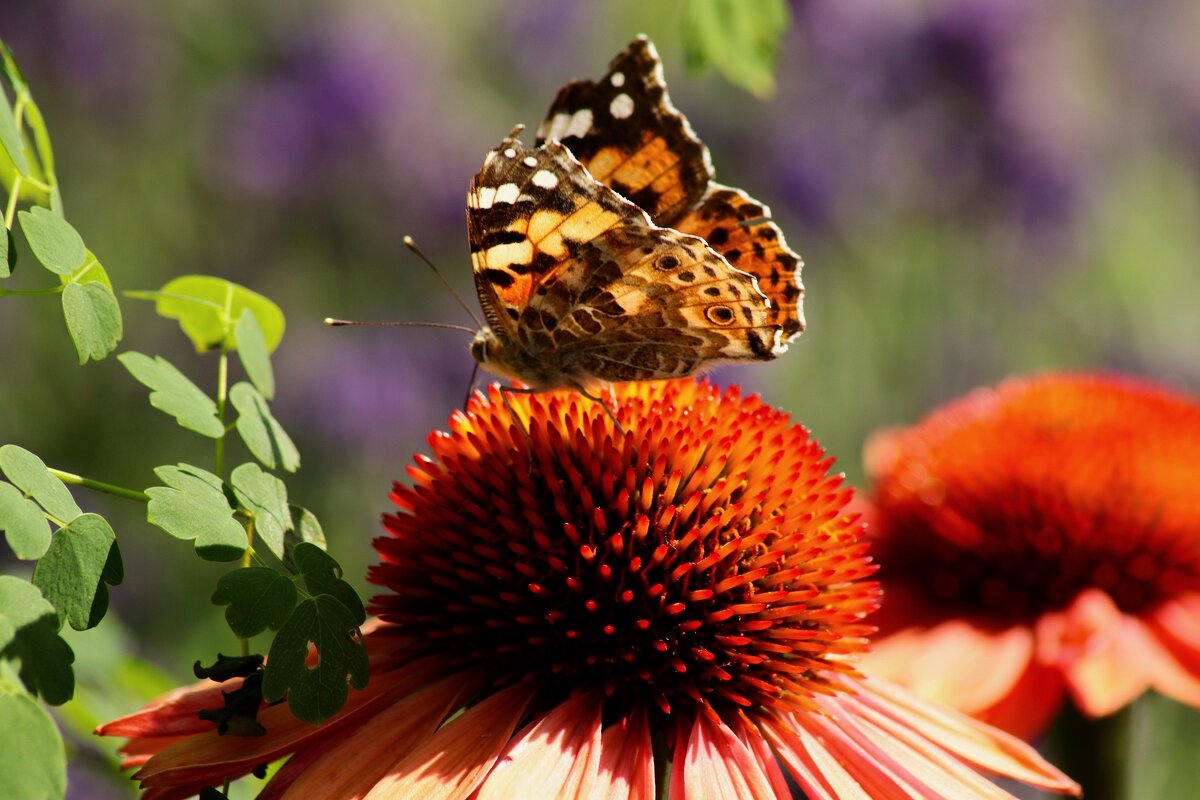 Доброе утро - Юрий. Шмаков