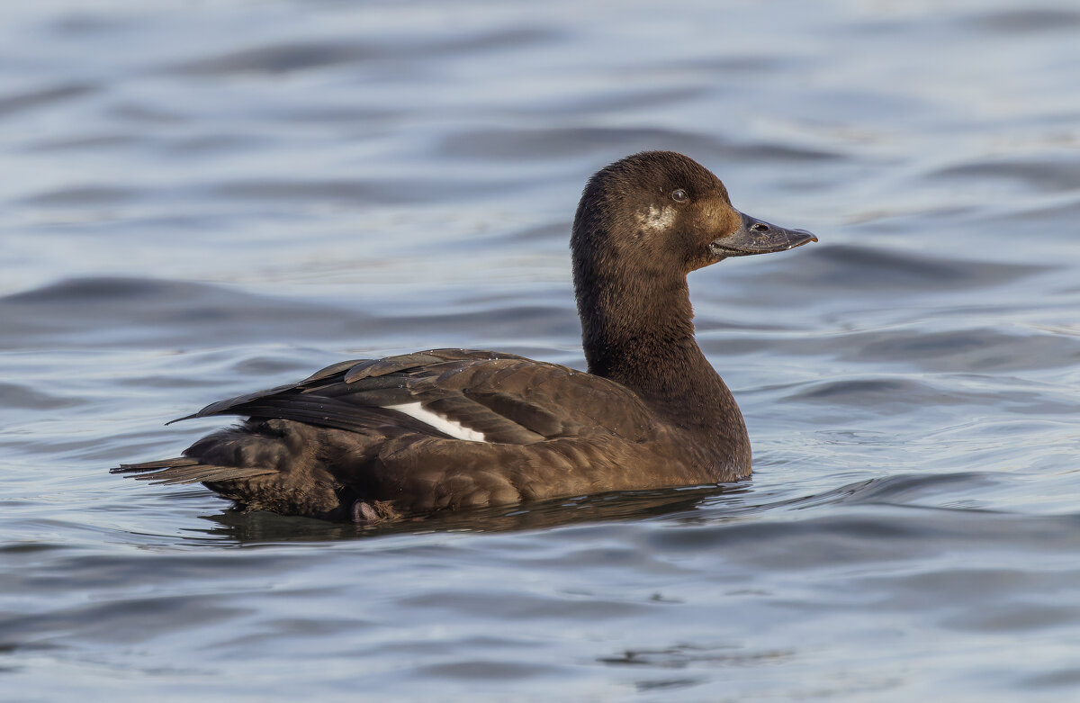 турпан. - юрий макаров