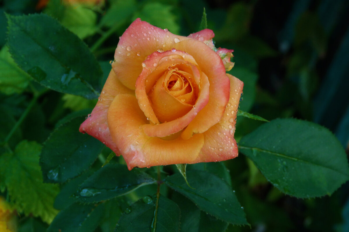 Флорибунда - Валентин Семчишин