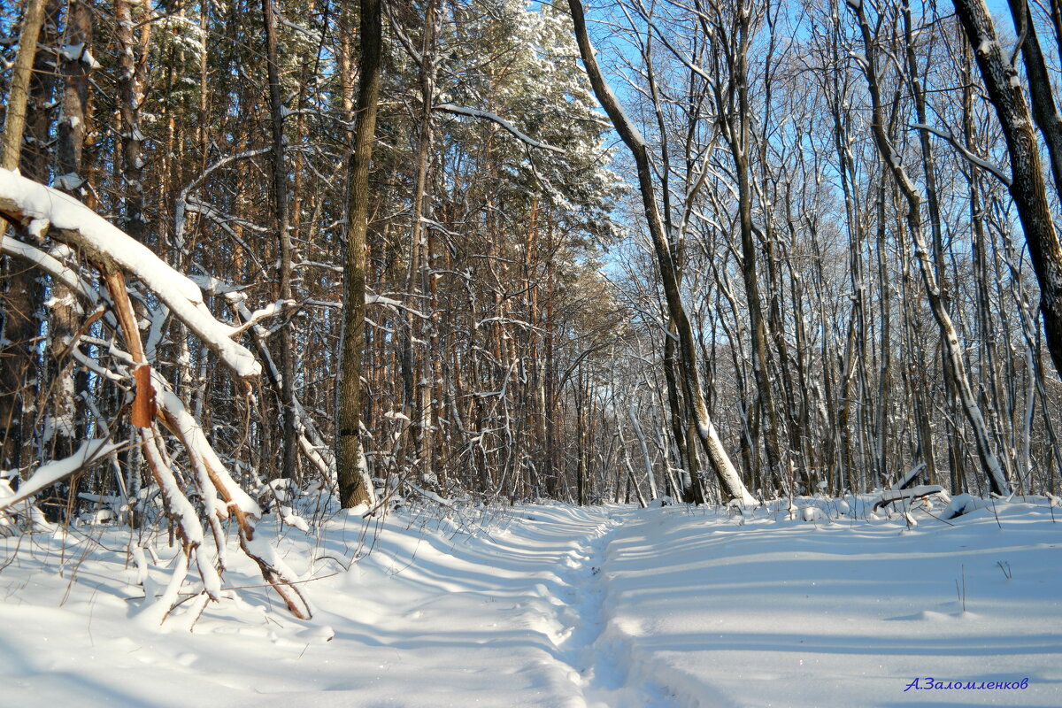 По зимним тропинкам к Новому году! - Андрей Заломленков