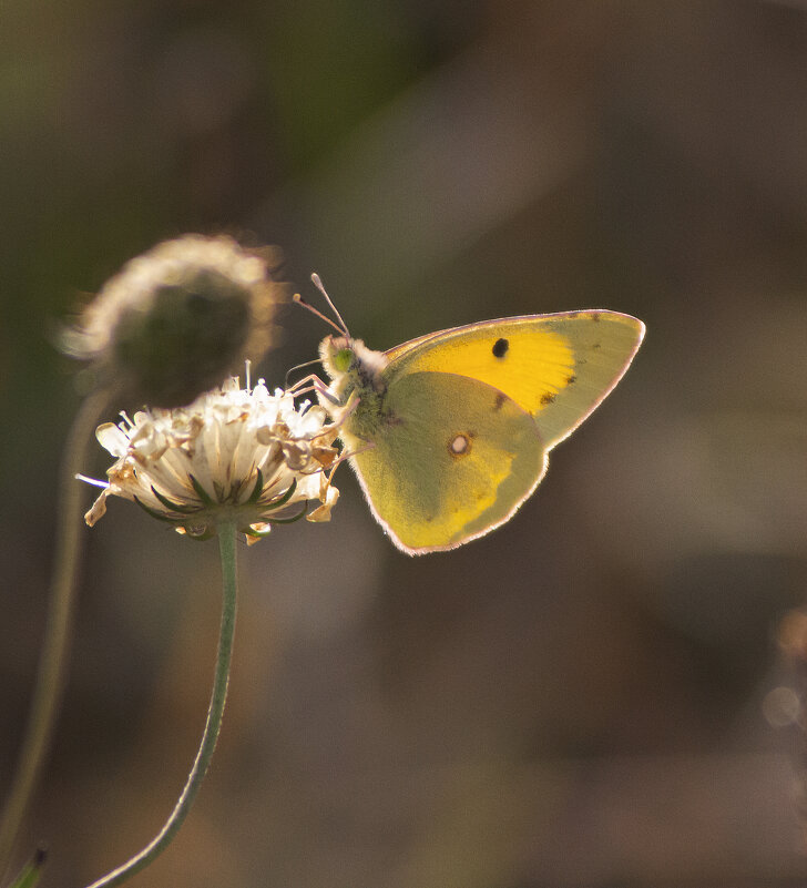 *** - Александр. AVG100 ---