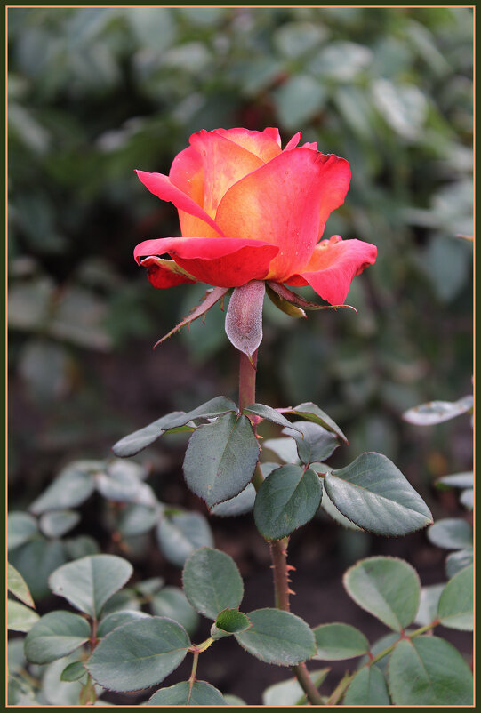 Роза. - Александр. AVG100 ---