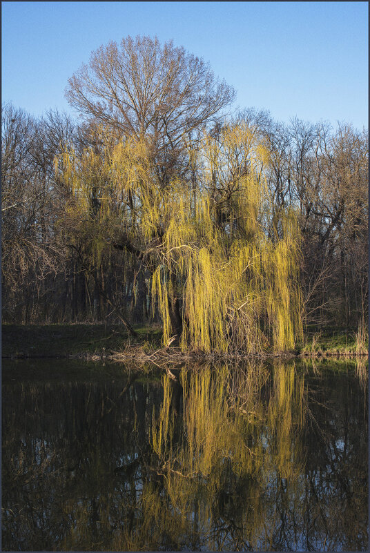 Плакучая. - Александр. AVG100 ---