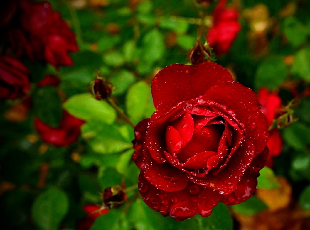 ...последние ,октябрьские... - Александр Герасенков