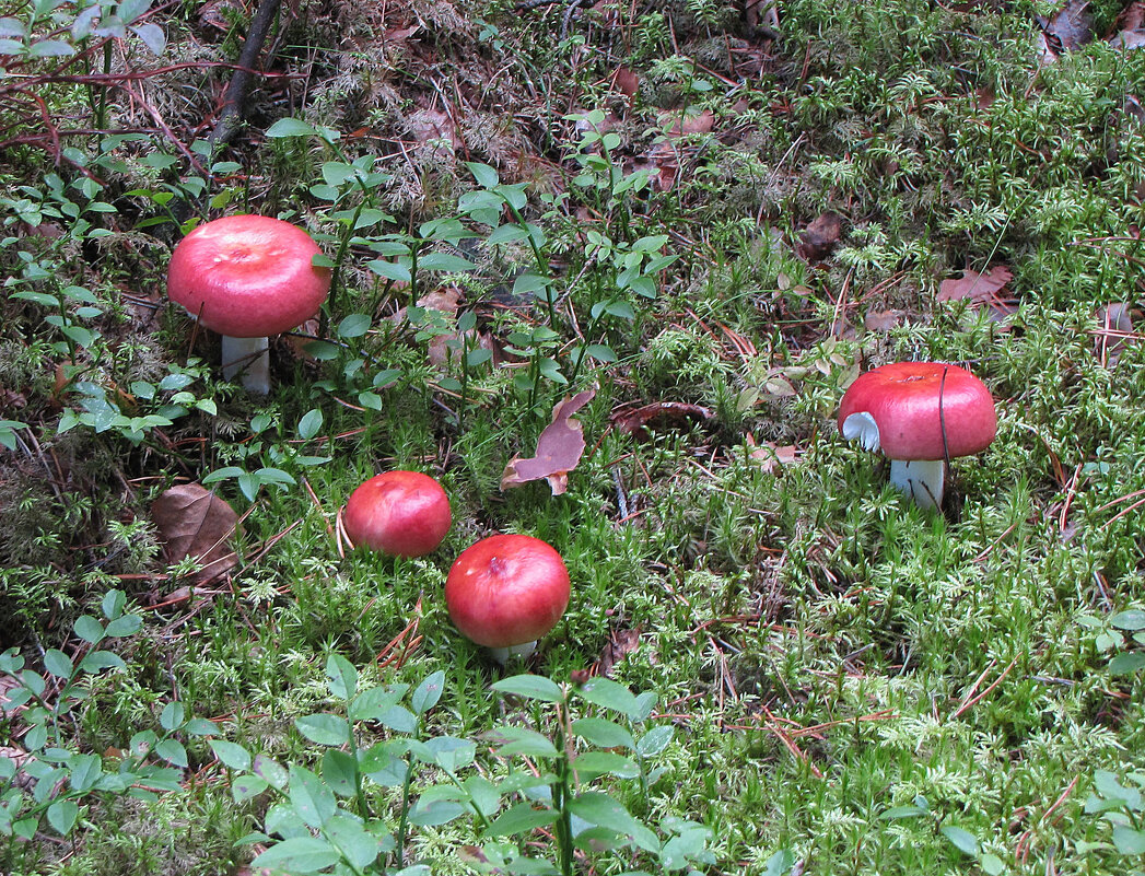 Сыроежки - Александр Ильчевский 