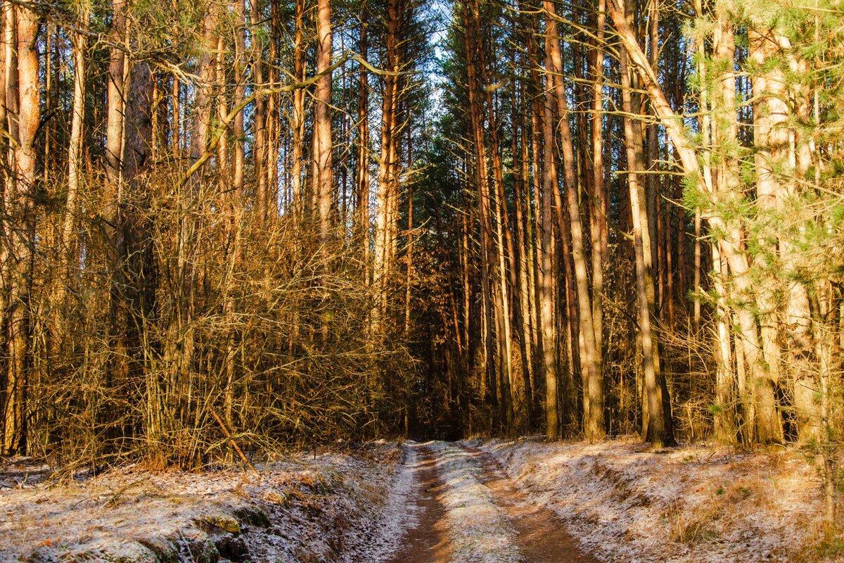 ______ - Галина Ложечникова