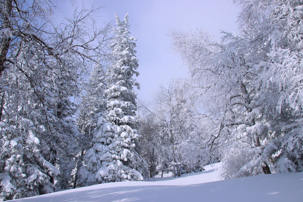 Прогулки по зимнему лесу - Галина Ильясова