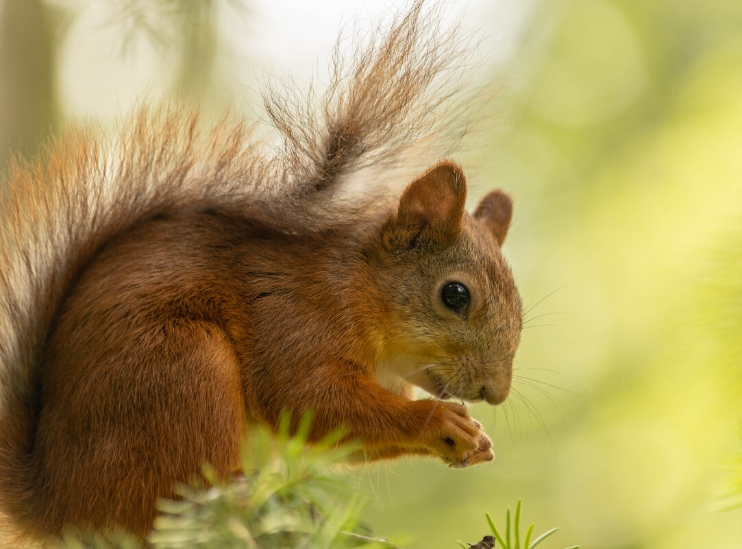 белочка - Екатерина Счасная