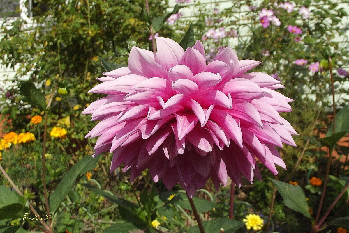 Георгин - Freddy 97