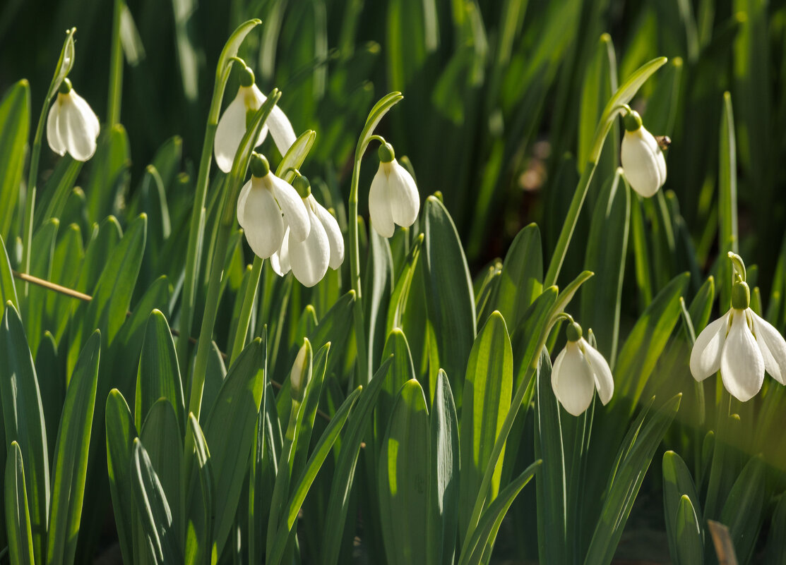 Ранние - Светлана Тихонина