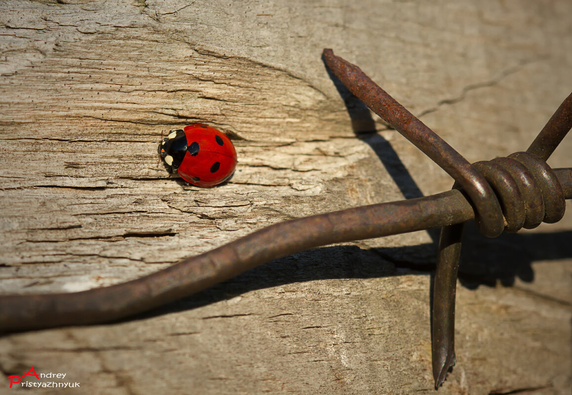 На прогулке - Андрей Пристяжнюк