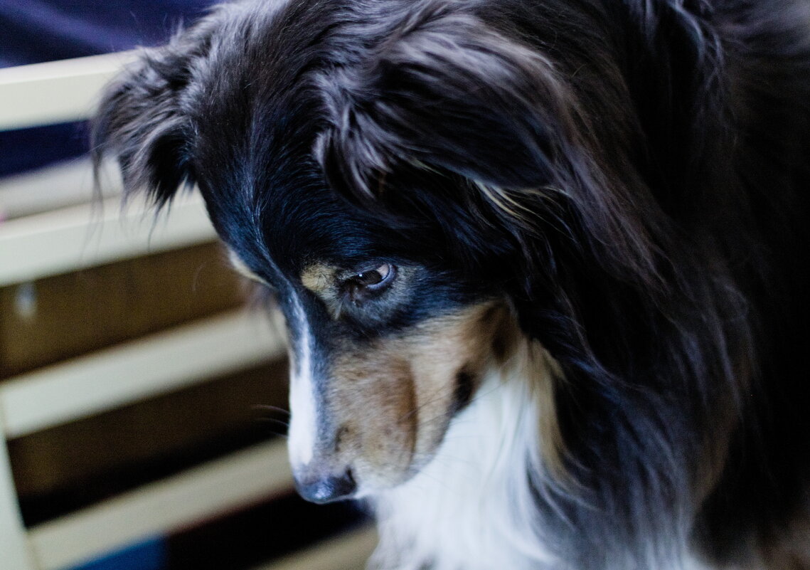 Медитация над миской, ждем команду "можно" - Артём 