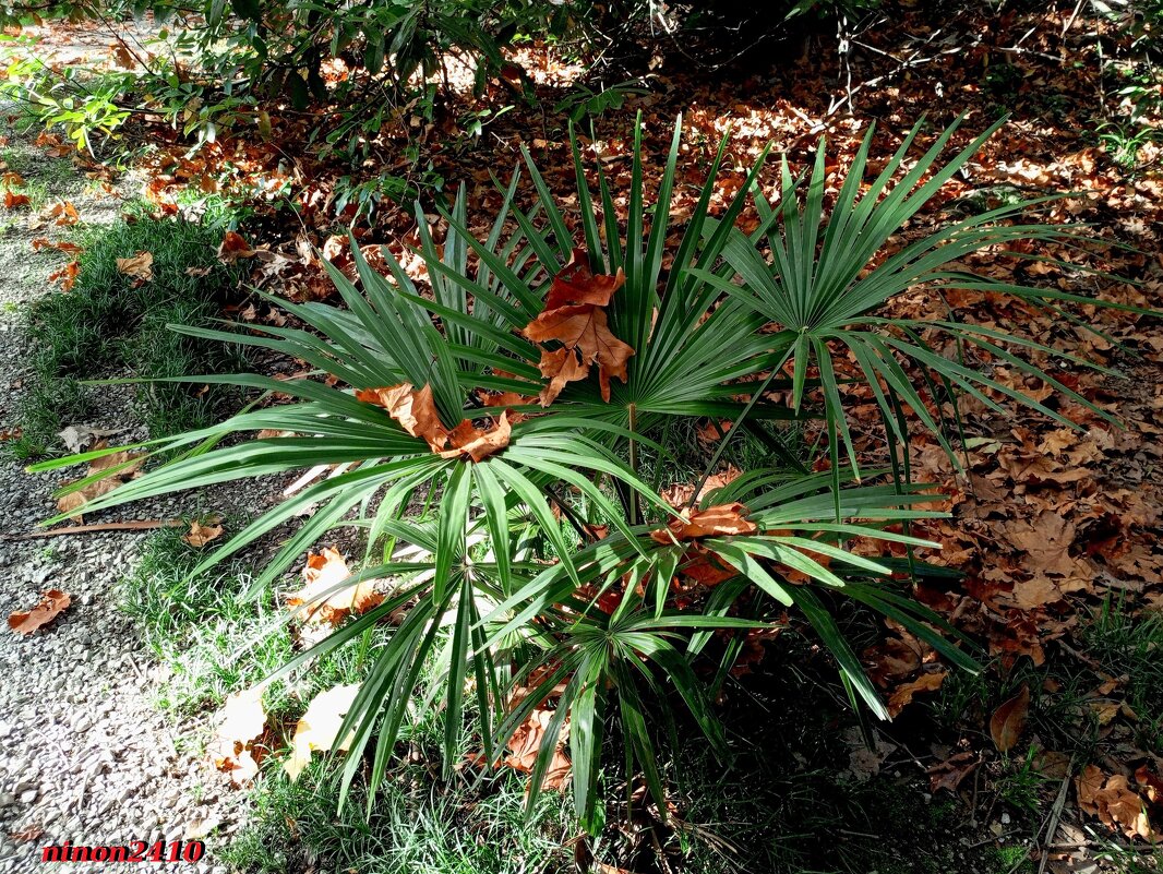 Адлер... ноябрь... - Нина Бутко