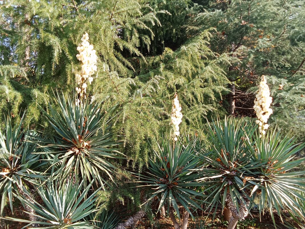 Осень, пора цветения - Виктор 