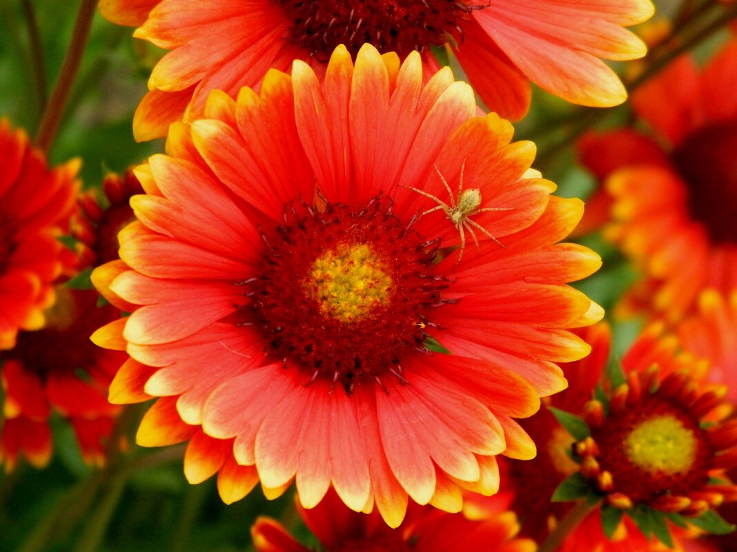 ЛЕТНЕЕ.ГАЙЛАРДИЯ  И  ПАУЧОК. - Галина 