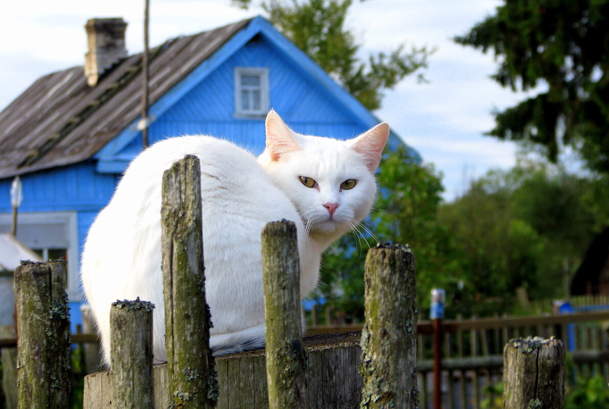 Местный красавец - жанна нечаева