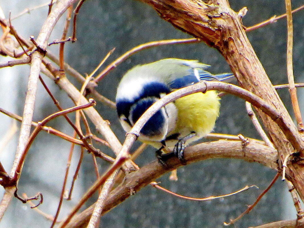 Обед у дома. - Александр Чеботарь
