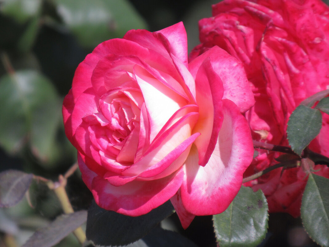 Розы... розы... - viach 