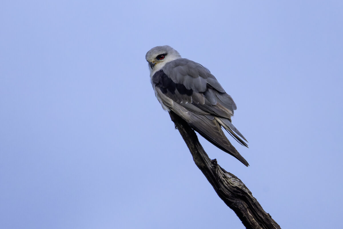 Черноплечий дымчатый коршун. - Alexander Amromin
