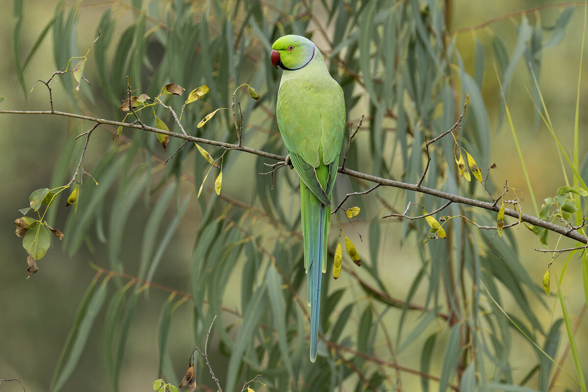 Индийский кольчатый попугай. - Alexander Amromin Индийский кольчатый попугай. - Alexander Amromin
