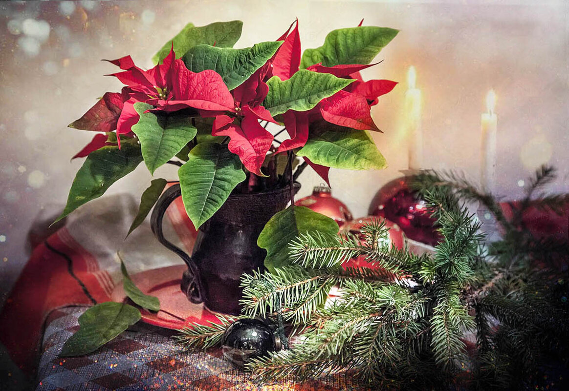 Цветок декабря. - Bosanat 