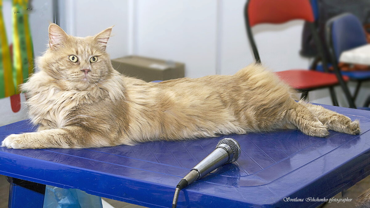 Мейн - Кун кремовый - Светлана Ищенко