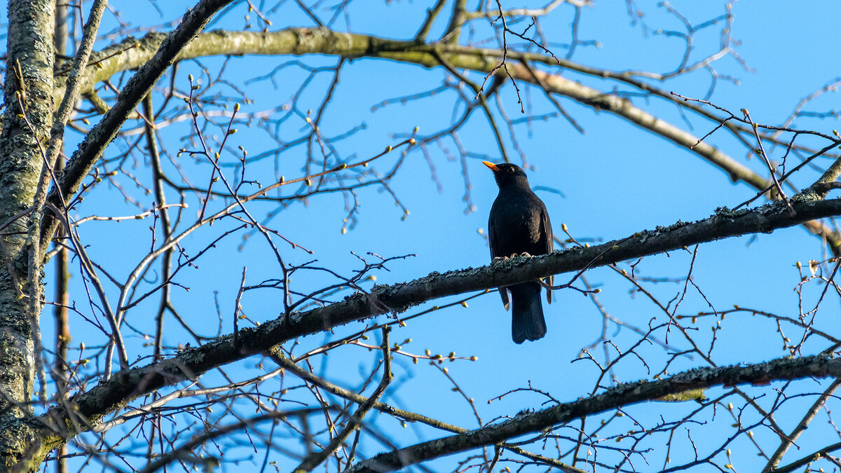 Черный дрозд - Владимир Лазарев